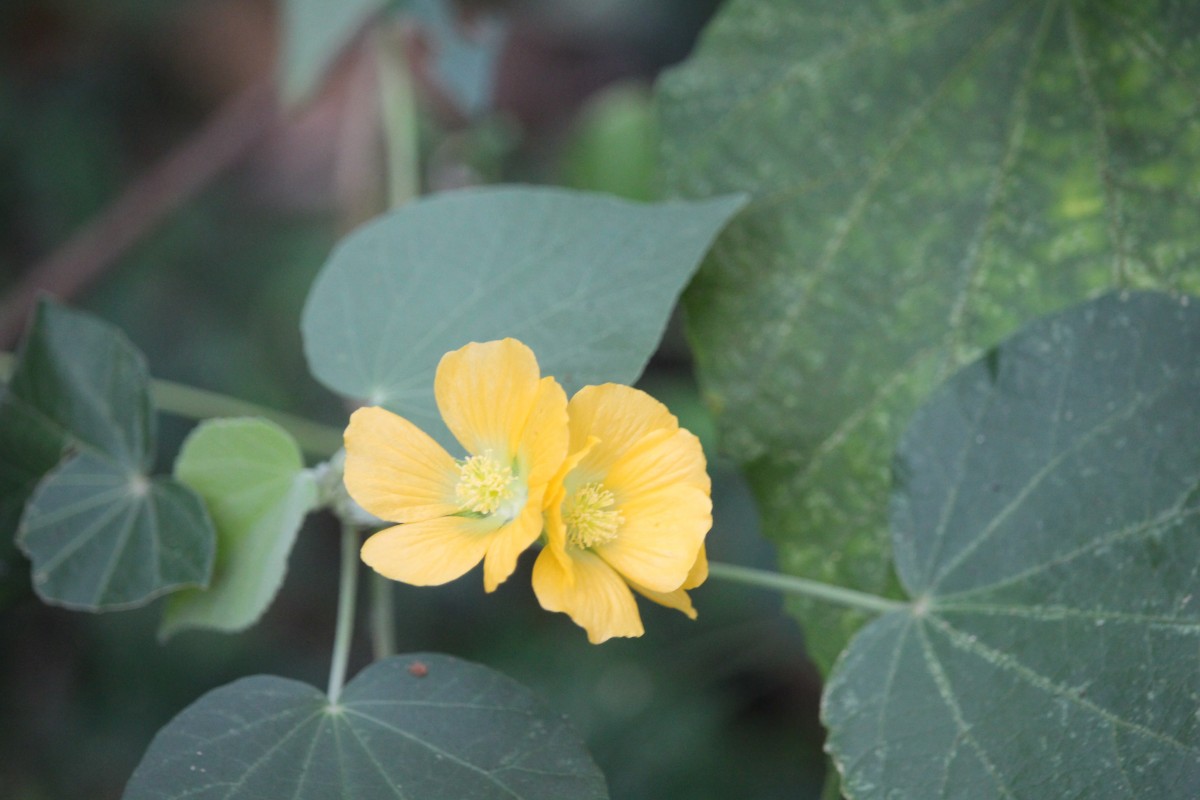 Abutilon subumbellatum Philcox